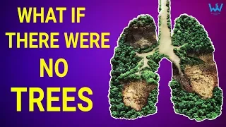 A WORLD WITHOUT TREES - What would happen ? Worth Sharing Videos
