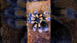 Moulting tarantula Brachypelma Hamorii ex Smithi #shorts #tarantula #spider #brachypelma #molting