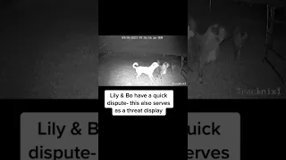 Two coyotes pass near our fenceline, our three livestock guardian dogs react to protect the herd