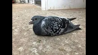 how to treat young bird sickness in pigeons