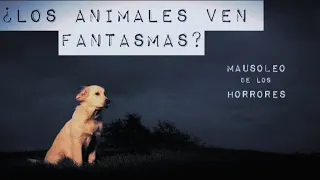 EXPERIENCIAS PARANORMALES CON MASCOTAS | HISTORIAS DE TERROR