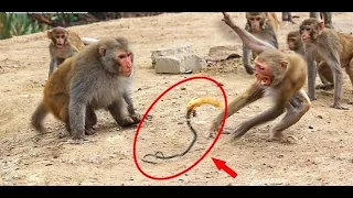 Massage Prank on Fake Rubber Snake Banana Prank Funny Monkeys Can't Stop Laughing