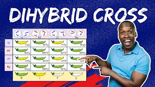 Master Dihybrid Crosses: The Step-by-Step Guide to Punnett Squares & Genetic Ratios