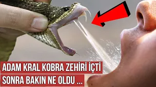 Adam Kral Kobra Yılanının Zehirini İçti, Sonra Bakın Ne Oldu