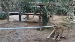 The tug of war between the lion and the man  獅子與人的拉鋸戰