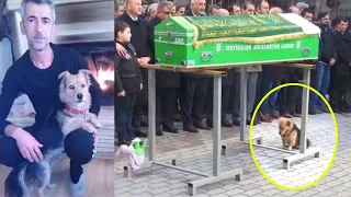The dog came to his owners funeral. What happened next made everyone cry SEE WHAT HAPPEND