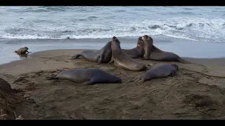 Elephant seals are nuts. Big Sur doesn't suck