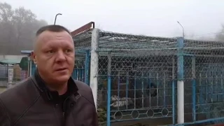 Редкий тигр-альбинос появился в ставропольском зоопарке