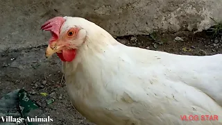 Amazing Rooster Hen In My Village | Village Animals |