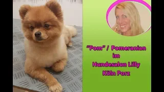 Pomeranian Zwergspitz Teddyschnitt Bärchenschnitt im Hundesalon Lilly Köln Groomer Hundefriseur