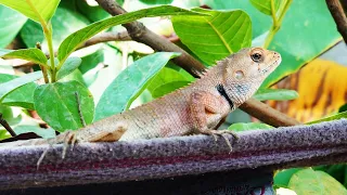 Chameleon changing color on tree