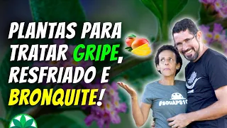 Plantas para tratar gripe, resfriado e bronquite!