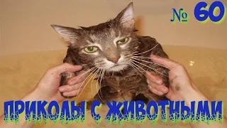 ✅ СМЕШНЫЕ ЖИВОТНЫЕ | Подборка приколов с животными 2016 | ПРИКОЛЫ С КОТАМИ | FUNNY ANIMALS 2016