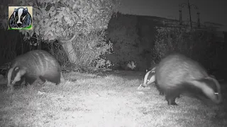 Four Badgers - 3rd March