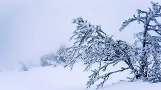 Успокаивающий ШУМ ВЕТРА, ЗВУКИ ВЬЮГИ