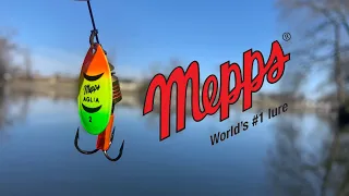 Mepps Spinner Fishing! (Bass Feeding Frenzy)