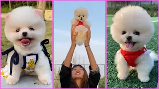 Funny and Cute Pomeranian Videos, Videos de TikTok Part 101