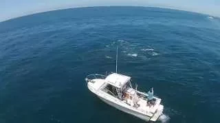 Drone footage of Bluefin Tuna attacking bait ball right of Newport Beach, CA