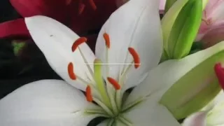Growing Colors™ Lilies