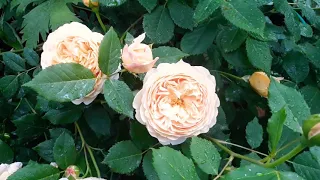 Обильноцветущая английская роза🌹Голден Селебрейшен Golden Celebration🌹David  Austin roses