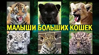 Дети больших кошек😍❤ Милейшие котята дикой природы