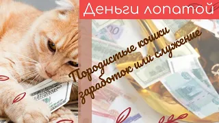 Деньги лопатой. Породистые кошки.Заработок или служение.