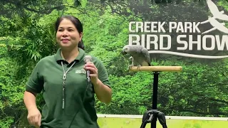 Creek Park bird show at Dubai-full show from start to end#dubai #dubaibirdshow #birdshow#birds#baby