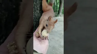 Какой орех выберет белка. Чищенный или не чищенный / Which nut will the squirrel choose