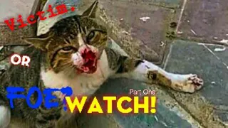 Kill a Cat Killer-Dog? Watch this! / Brutal Fight Between Cat & Dog/ Can they be Friends Again?