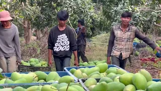 Cambodia Harvest Mangoes - Price 0.08$ per Kilogram