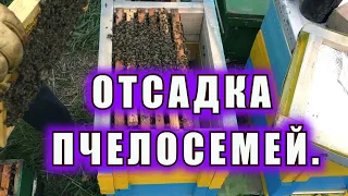 ОТСАДКА ПЧЕЛОСЕМЕЙ.