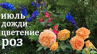 🌹РОЗЫ, цветение в середине июля 2023.Обзор стойких сортов.