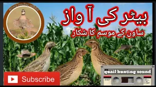 batair ki awaz//quail hunting sound//voice of batair//@Sawalhunting-sn9vs