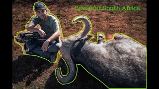 Insane Cape buffalo and Roan Antelope Killshot - Bowhunt South Africa