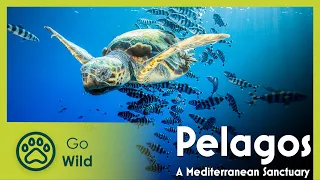 Pelagos, a Mediterranean Sanctuary | Go Wild