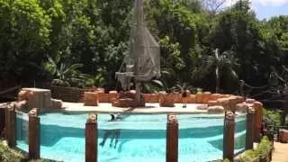 Sea lions show / Jungle Park Tenerife / 2014 / HD