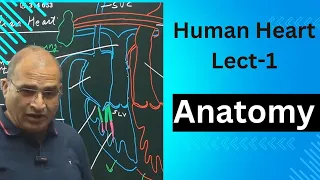 Circulatory System Lect-4