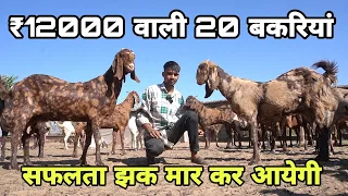 क्या होगा अगर बाड़े में 20 बकरियां ऐसी आ जाए तो | 22 saal ke pankaj toshik ki farming wali goat