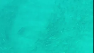 Adult Roosterfish (Nematistius pectoralis) Chasing School Of Fish Ocean Aerial Drone Footage