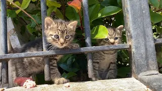 Little cute Kittens living on the street. These Kittens are so beautiful.