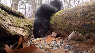 Squirrels in the Forest - 10 Hour Video for Pets - Jan 24, 2023