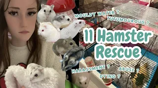 The rescue of 11 hamsters | Manchester Hamster rescue