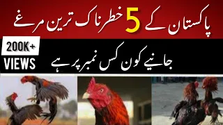 Top 5 aseel breeds in Pakistan|| The DATA info