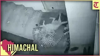 Leopard attacks dog, takes it away from outside house in Shimla; watch video