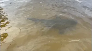 Nate catches a good bull shark! #kids #fishing #shark #subscribe