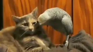 Попугай докопался до кота! шок смотреть