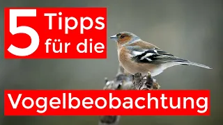 5 Tipps für die Vogelbeobachtung im eigenen Garten | Gewinnspiel!