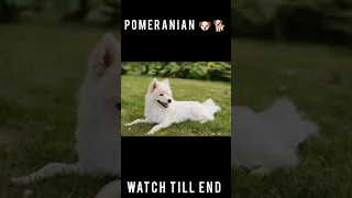 POMERANIAN DOG STATUS 🐕❤️ #shorts #viral #youtubeshorts #trending