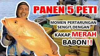 MANCING KAKAP MERAH MONSTER!!