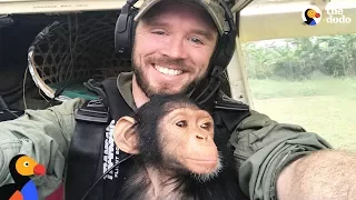 Pilot and Rescued Baby Chimp Bond During Rescue Flight | The Dodo